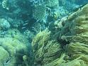 2011_Diving_the_Great_Barrier_Reef (25)